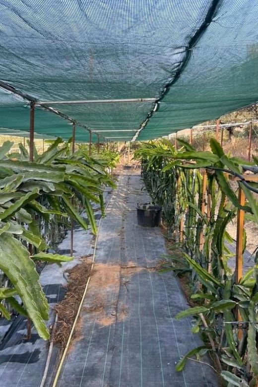 Traditional Olive Grove and Dragon Fruit Farm Tour - Key highlights you’ll actually care about