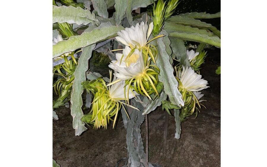 Traditional Olive Grove and Dragon Fruit Farm Tour - A Family Farm on Crete: Olives and Dragon Fruit in One Stop