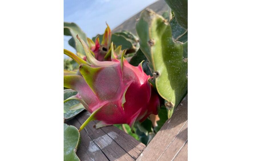 Traditional Olive Grove and Dragon Fruit Farm Tour - Olive Grove Lessons: How Harvesting Turns into Liquid Gold