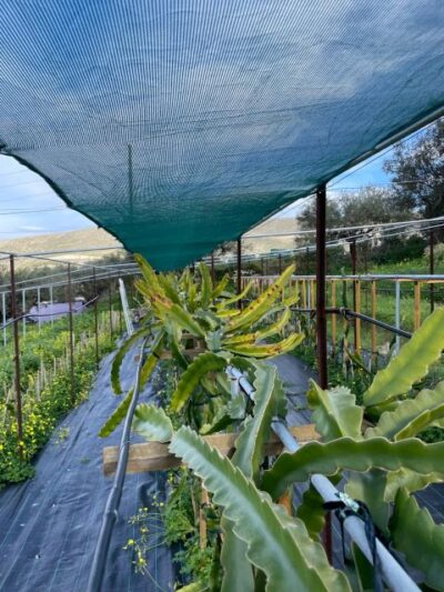 Traditional Olive Grove and Dragon Fruit Farm Tour - Meeting the Trees: How the 90-Minute Flow Works