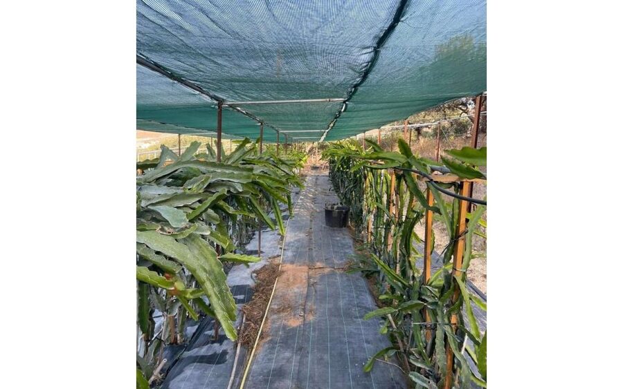 Traditional Olive Grove and Dragon Fruit Farm Tour - Dragon Fruit Time: Up Close With a New Crete Crop