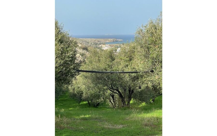 Traditional Olive Grove and Dragon Fruit Farm Tour - The Patio Break: Coffee, Dragon Fruit Tea, and a Real Food Spread