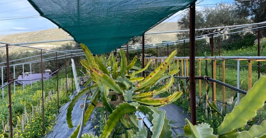Traditional Olive Grove and Dragon Fruit Farm Tour - Who Should Book This Tour (and Who Might Skip)
