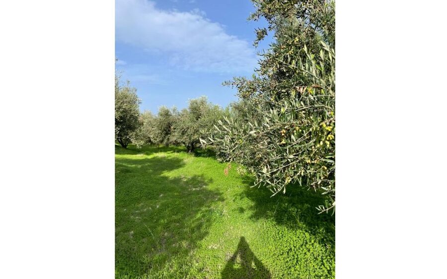 Traditional Olive Grove and Dragon Fruit Farm Tour - Small Rules and Comfort Tips You Should Know
