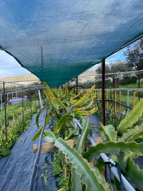 Traditional Olive Grove and Dragon Fruit Farm Tour - Meeting the Trees: How the 90-Minute Flow Works