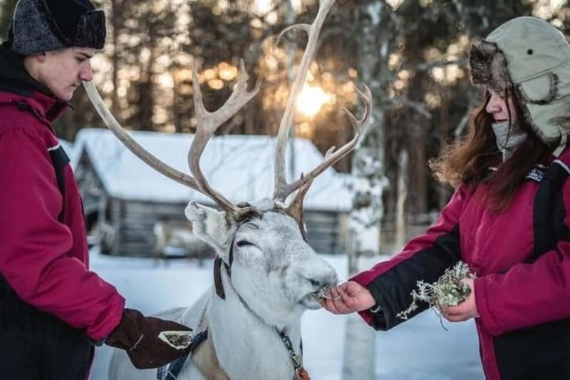 Traditional Reindeer Farm Visit with a Short Sleigh Ride - A traditional reindeer farm stop, built for real winter comfort