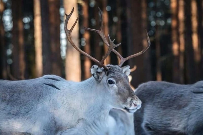 Traditional Reindeer Farm Visit with a Short Sleigh Ride - Learning how reindeer herding works (and why it matters)