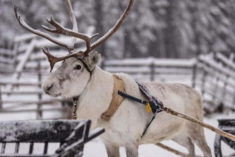 Traditional Reindeer Farm Visit with a Short Sleigh Ride - Thermal gear first: the smartest part of the whole plan