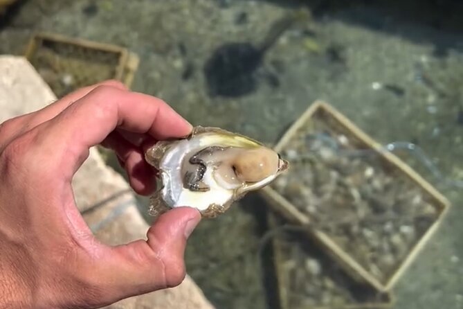 Transfer from Split to Dubrovnik with Stop at the Oyster Farm - Pelješac Bridge: The 15-Minute Stop for Photos and Momentum