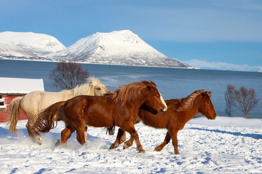 Tromsø: Lyngen Horse Stud Farm Visit - Key moments worth planning for