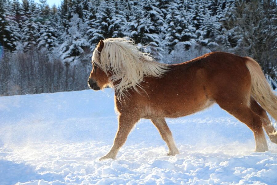 Tromsø: Lyngen Horse Stud Farm Visit - Arriving at Tromsø Lyngshest: where the horses already set the tone