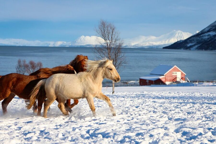 Tromsø: Lyngen Horse Stud Farm Visit - The tour story that makes the horses feel important: history you can picture