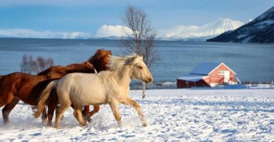 Tromsø: Lyngen Horse Stud Farm Visit - Up close with Lyngen horses: mares, stallions, and playful youngsters