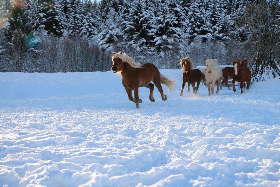 Tromsø: Lyngen Horse Stud Farm Visit - The walk to the viewpoint: scenic time that supports the farm focus