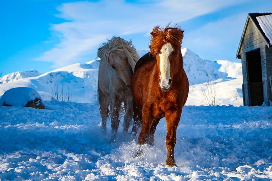 Tromsø: Lyngen Horse Stud Farm Visit - Practical details that can make or break your day