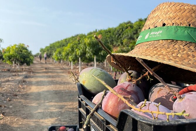 Tropical Tour: Avocado & Mango Farm - Small group and tasting - Key things I found most useful