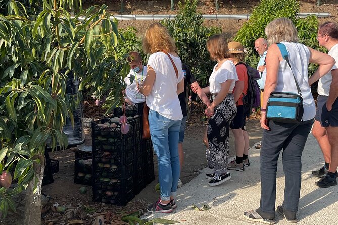Tropical Tour: Avocado & Mango Farm - Small group and tasting - The Van Ride and Timing: What 10:00 a.m. Really Means