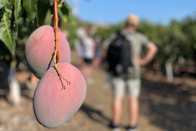 Tropical Tour: Avocado & Mango Farm - Small group and tasting - Stop 2 at TROPS: Seeing the Cooperative Behind the Fruit