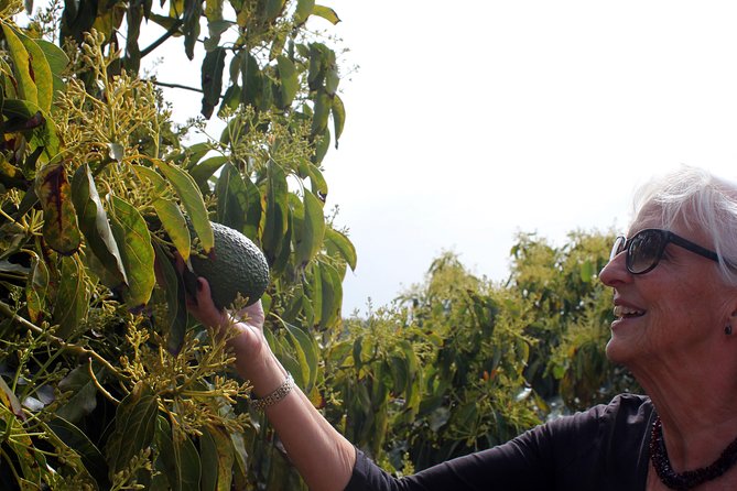 Tropical Tour: Avocado & Mango Farm - Small group and tasting - Shopping and Taking Málaga Flavors Home