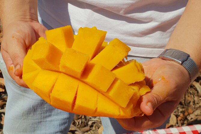 Tropical Tour: Avocado & Mango Farm - Small group and tasting - Group Size, Comfort Tips, and What to Bring