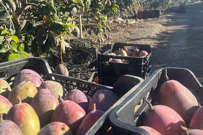 Tropical Tour: Avocado & Mango Farm - Small group and tasting - Value and How to Get the Most from It