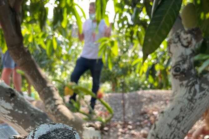 Tropical Tour: Avocado & Mango Farm - Small group and tasting - Stop 1 in Velez-Málaga: The Mango and Avocado Plantation