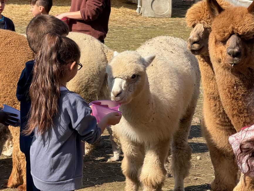 Turin: Meet the Monviso Alpacas at the Educational Farm with a Guide - Turin’s Cassotti Balbo Farm: A calm oasis near the city