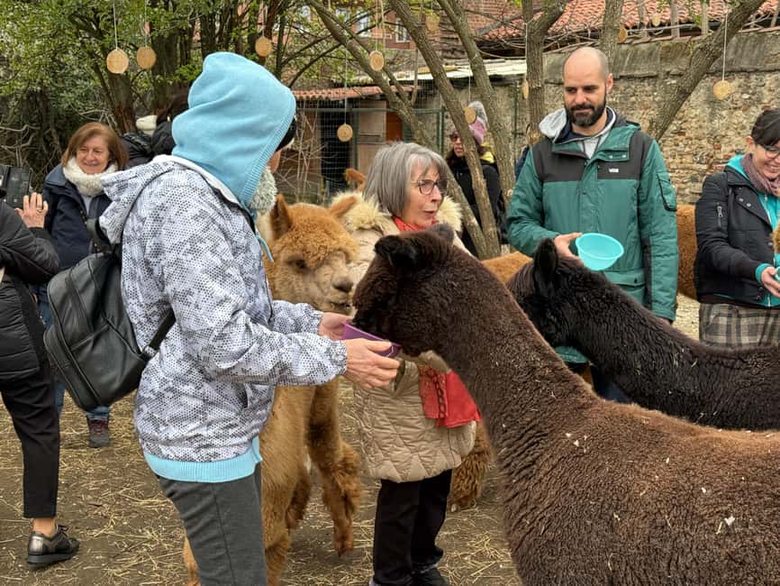 Turin: Meet the Monviso Alpacas at the Educational Farm with a Guide - Feeding time: the direct contact moment (and how to handle it)