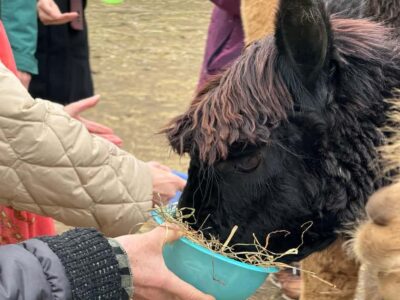 Turin: Meet the Monviso Alpacas at the Educational Farm with a Guide - Price and value: is $21 for an hour worth it?