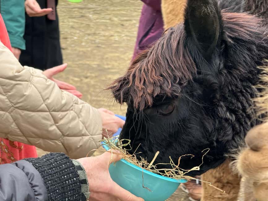 Turin: Meet the Monviso Alpacas at the Educational Farm with a Guide - Price and value: is $21 for an hour worth it?