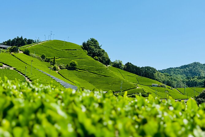 Uji and Wazuka Matcha Farm Half Day Private Guided Tour - Key things to know before you go