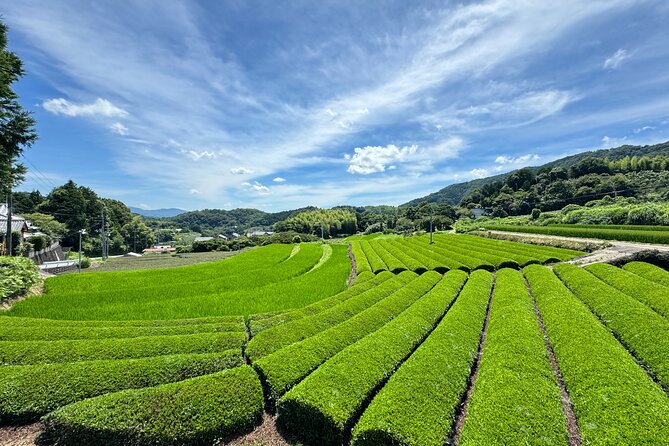 Uji and Wazuka Matcha Farm Half Day Private Guided Tour - Wazuka tea fields: where the farming story becomes real