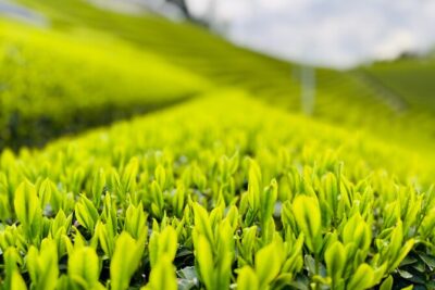 Uji and Wazuka Matcha Farm Half Day Private Guided Tour - Uji River stroll and the Ujibashi Bridge photo moment