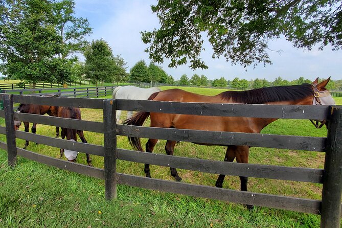 Unique Horse Farm Tours with Insider Access to Private Farms - What to Bring (and What to Expect When You Meet Horses)