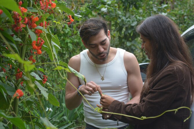 Urban Orchard in Desierto de los Leones in Mexico City - Quick highlights you’ll want to know first