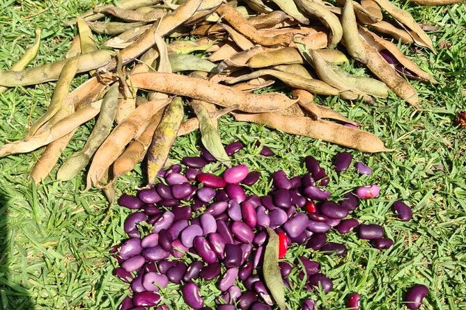 Urban Orchard in Desierto de los Leones in Mexico City - Foraging in the moment: how it works and what you’ll take away