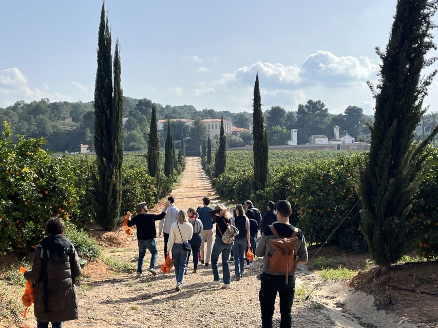 Valencia: Orange Farm and Orchard Trip with Tastings - Naranjas Ribera warehouse: calibrating oranges for Europe shipping