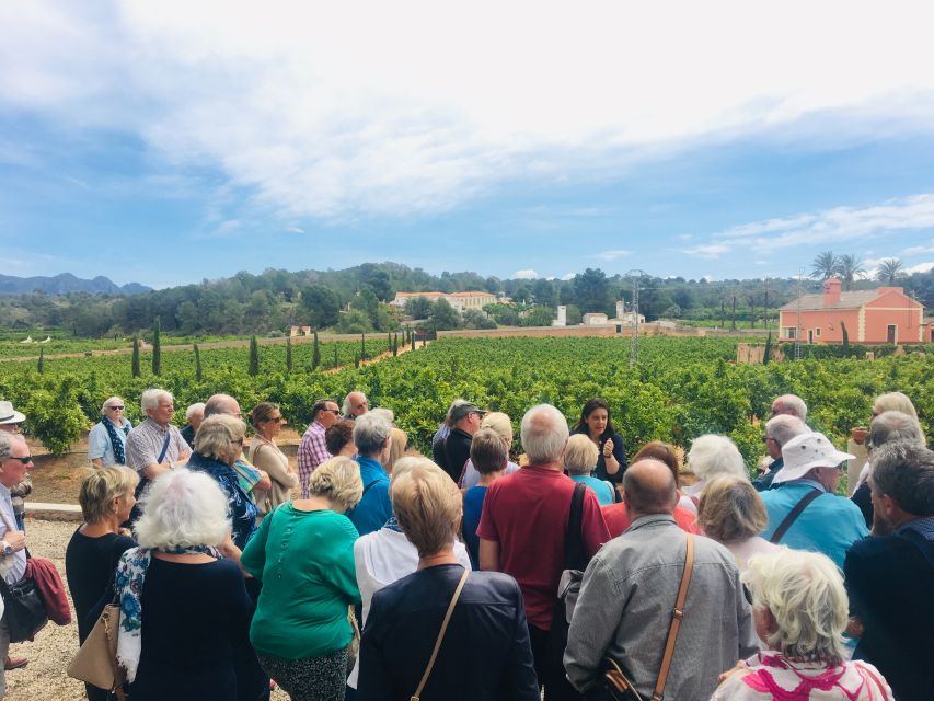 Valencia: Orange Farm and Orchard Trip with Tastings - Getting to Carcaixent from Valencia and planning your 2 hours
