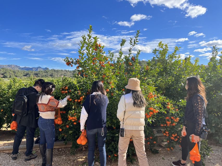 Valencia: Orange Farm and Orchard Trip with Tastings - Should you book this orange farm trip in Valencia?