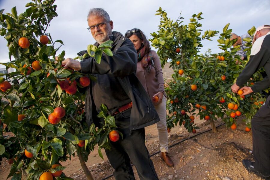 Valencia: Orange Farm and Orchard Trip with Tastings - Grove walk lessons: pruning, grafting, and citrus variety tour