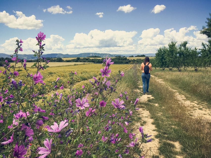 Valensole : Visit of a winery and lavender farm - Valensole’s working farm setting (not a staged show)