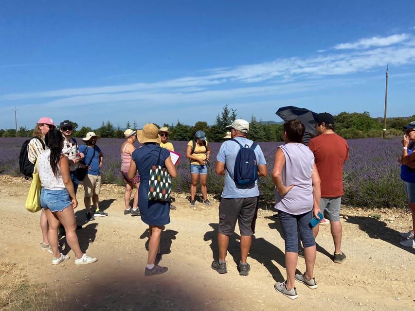 Valensole : Visit of a winery and lavender farm - What to wear: heat, scent, and off-road walking