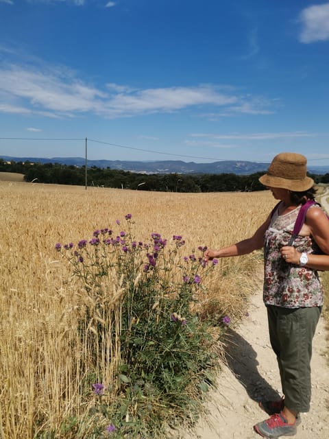 Valensole : Visit of a winery and lavender farm - Vineyard access starting in 2024, plus an optional tasting