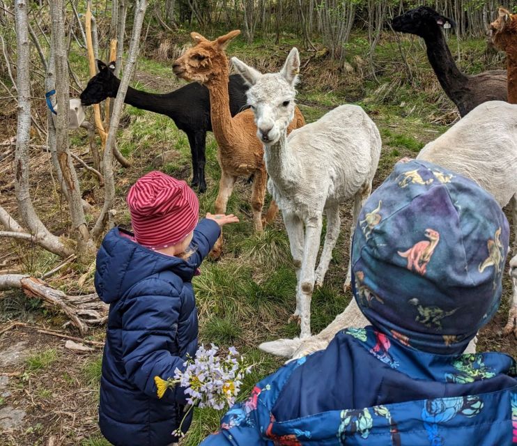 Vik i Sogn: Authentic Farm Visit - Vik i Sogn at Steim: What the 80-Minute Farm Visit Really Delivers