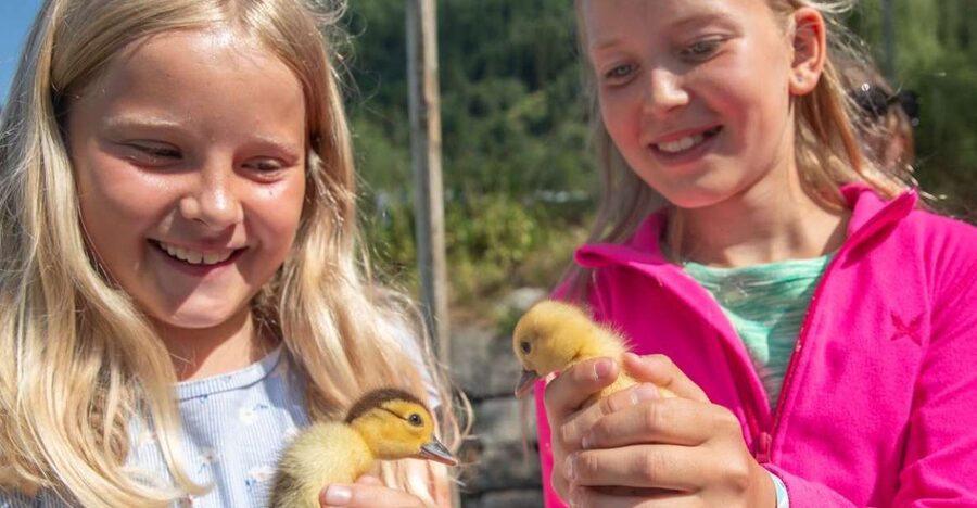 Vik i Sogn: Authentic Farm Visit - Vik and Sognefjorden Views: Why the Walk Matters Beyond Animals