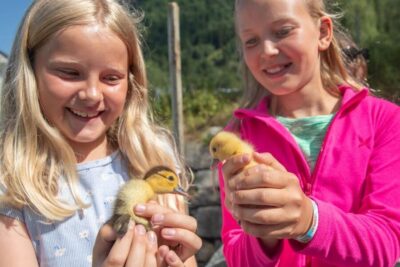 Vik i Sogn: Authentic Farm Visit - Meeting the Animals: Alpacas, Moscovy Ducks, and Pasture Checks