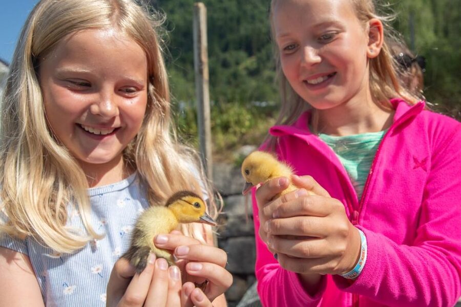 Vik i Sogn: Authentic Farm Visit - Meeting the Animals: Alpacas, Moscovy Ducks, and Pasture Checks