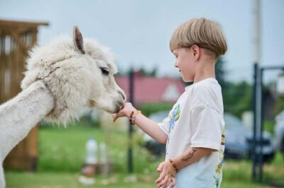 Vilnius-Trakai: Private Alpaca Farm Tour - Key highlights you’ll care about