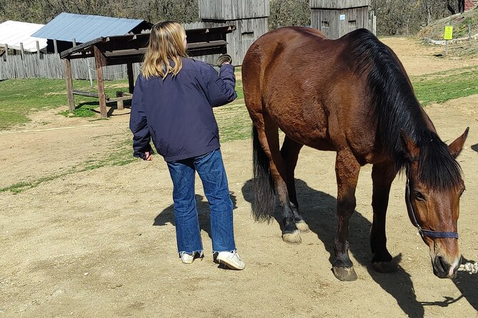 Visit a Farm and Horseback Riding in Nature - From Porto Palace Hotel at 4:00 pm to a Horse Farm 35 Minutes Away