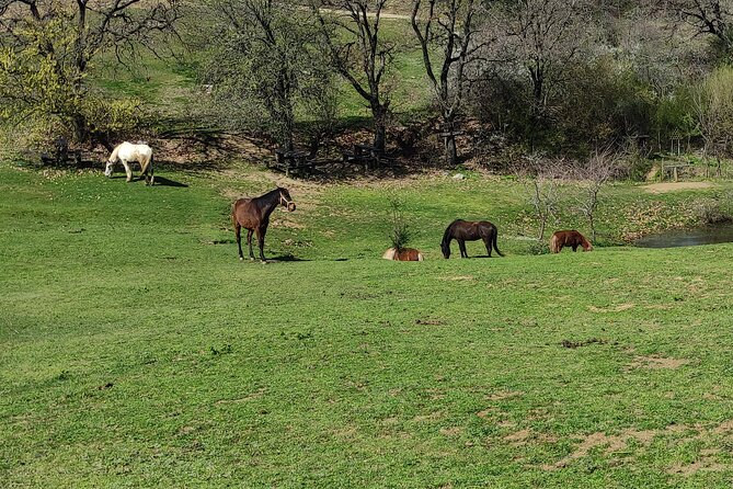 Visit a Farm and Horseback Riding in Nature - Price and what $102.56 really buys you